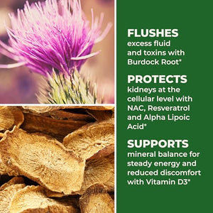 LifeSeasons Kidney Support Supplement – Cellular Protection with NAC, Alpha Lipoic Acid, Resveratrol, Burdock Root & Vitamin D3 – Supports Detox, Oxidative Stress & Renal Function – 120 Capsules LifeSeasonsBuy Supplements Australia