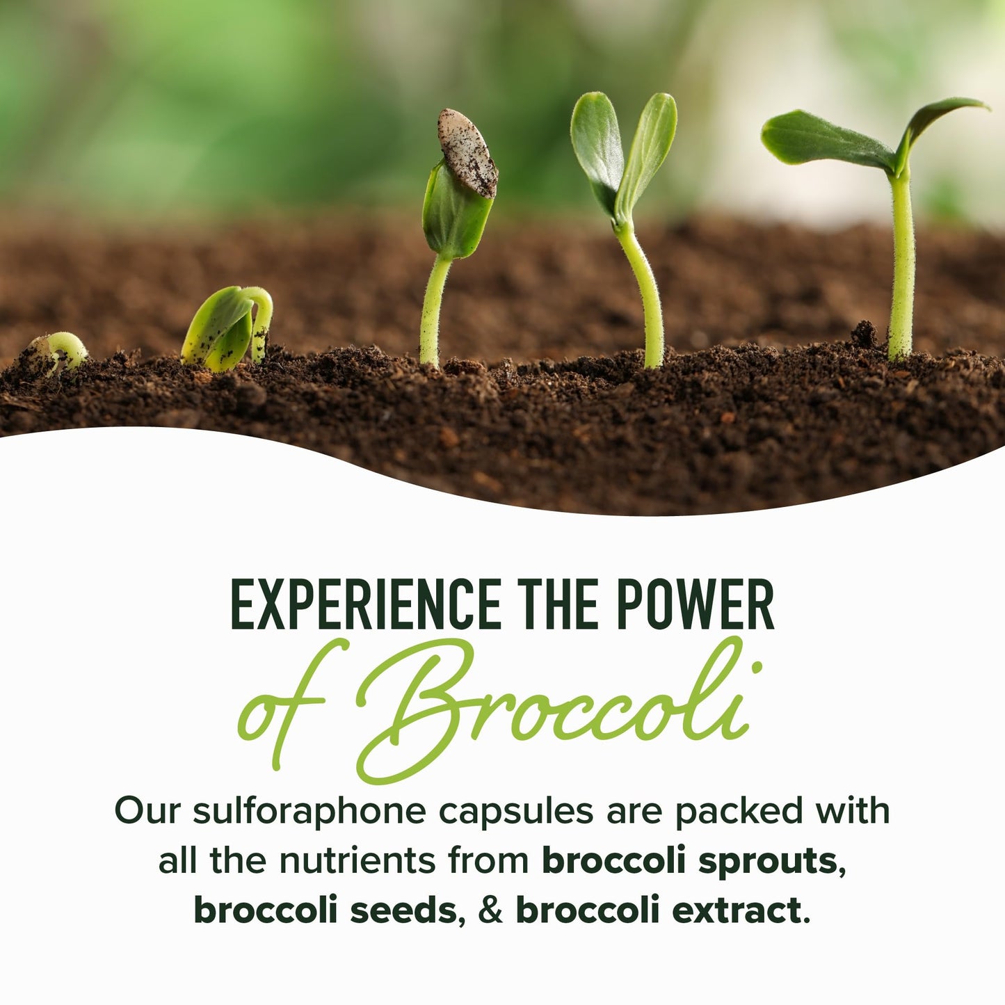 50MG Sulforaphane Supplement from Broccoli Sprouts | NRF2 Activation, Cellular Health & Immune Support | Glucoraphanin, Myrosinase & Antioxidants | Third-Party Tested - PrimeBioHealth - canada supplements