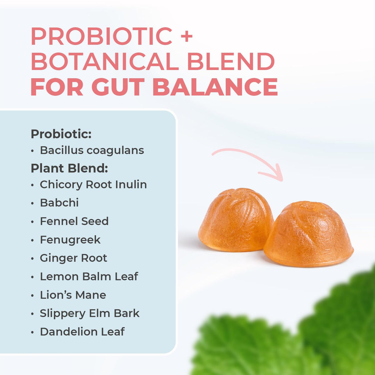 Nature’s NutriWave PrimeBiome Probiotic Gummies – Plant-Based Blend with Inulin, Lion’s Mane, Ginger & More– Non-GMO, No Stimulants, GMP Certified – 30 Gummies, 6 Month Supply Nature’s NutriWave buy supplements Au