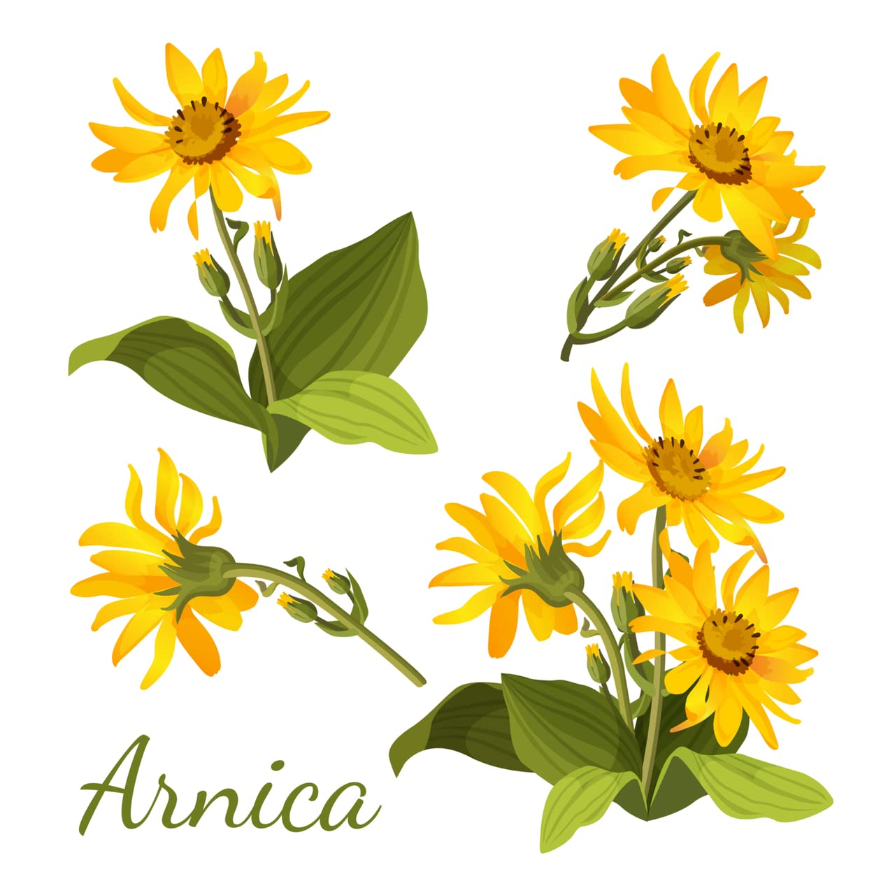 All-Natural Arnica Muscle Balm - Plant-Based Topical swelling and bruising Relief | Essential Oils & Menthol soothes and cools sore muscles, Hypoallergenic & Paraben-Free, Made in USA NATURE'S APOTHECARYBuy Supplements Australia