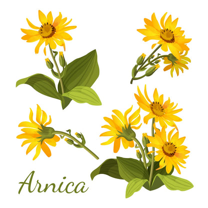 All-Natural Arnica Muscle Balm - Plant-Based Topical swelling and bruising Relief | Essential Oils & Menthol soothes and cools sore muscles, Hypoallergenic & Paraben-Free, Made in USA NATURE'S APOTHECARYBuy Supplements Australia