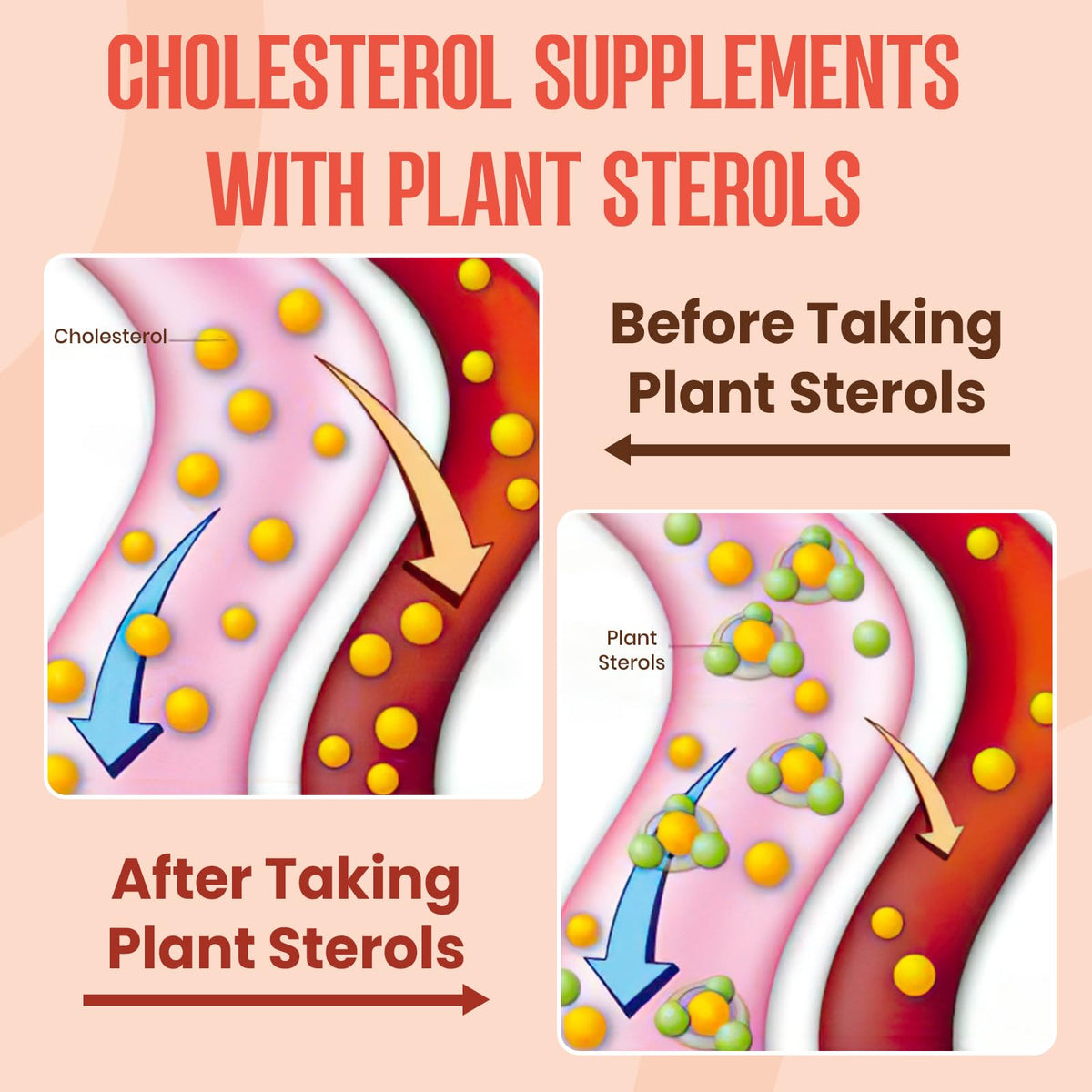 Glorithiventa Cholesterol & Booty Gummies Supplement Bundle - Plant Sterols & Stanols + CurvaBoost BBL Herb Blend & Creatine Monohydrate - Cholesterol Normal Level, Booty, Curves & Energy Glorithiventa buy supplements Au