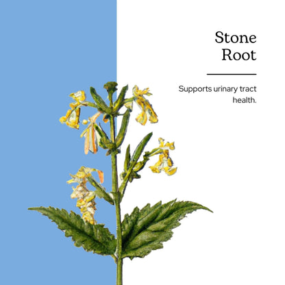 Eclectic Institute Stone Root O 2 Ounce