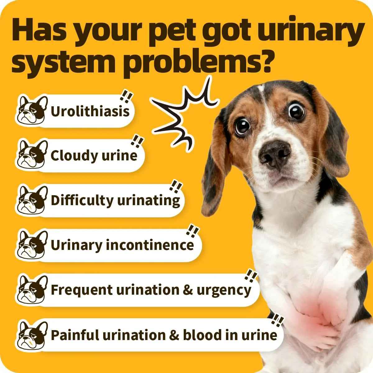 Cassiel Pet Bladder Supports Chews for Urinary Tract Health, Infection Treatments, Bladder Health, Dog UTI, Bladder Stones, Incontinence Support, Urinary Pain Relief for Cat & Dog 10 Chews (1 Bottle)