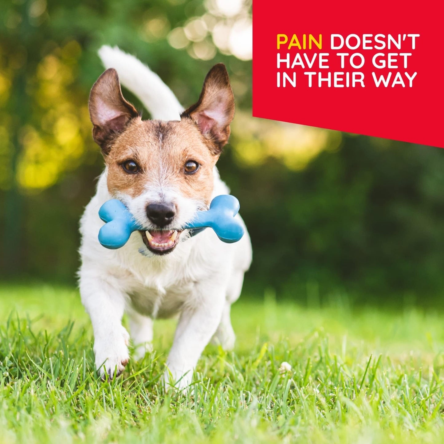 MediNatura Plant-Powered Pet Pain Relief Bundle T-Relief Pet Pain Tablets (90) + T-Relief Pet Arthritis (90) 12 Plant-Based Homeopathic Pain Relievers with Arnica - Support for Muscles, Joints + HIPS MediNaturaBuy Supplements Australia