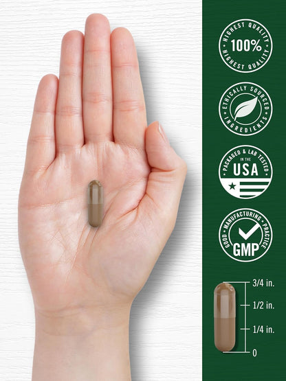 Carlyle Valerian Root Extract Supplement | 240 Capsules | Traditional Herbal Formula | Non-GMO & Gluten Free