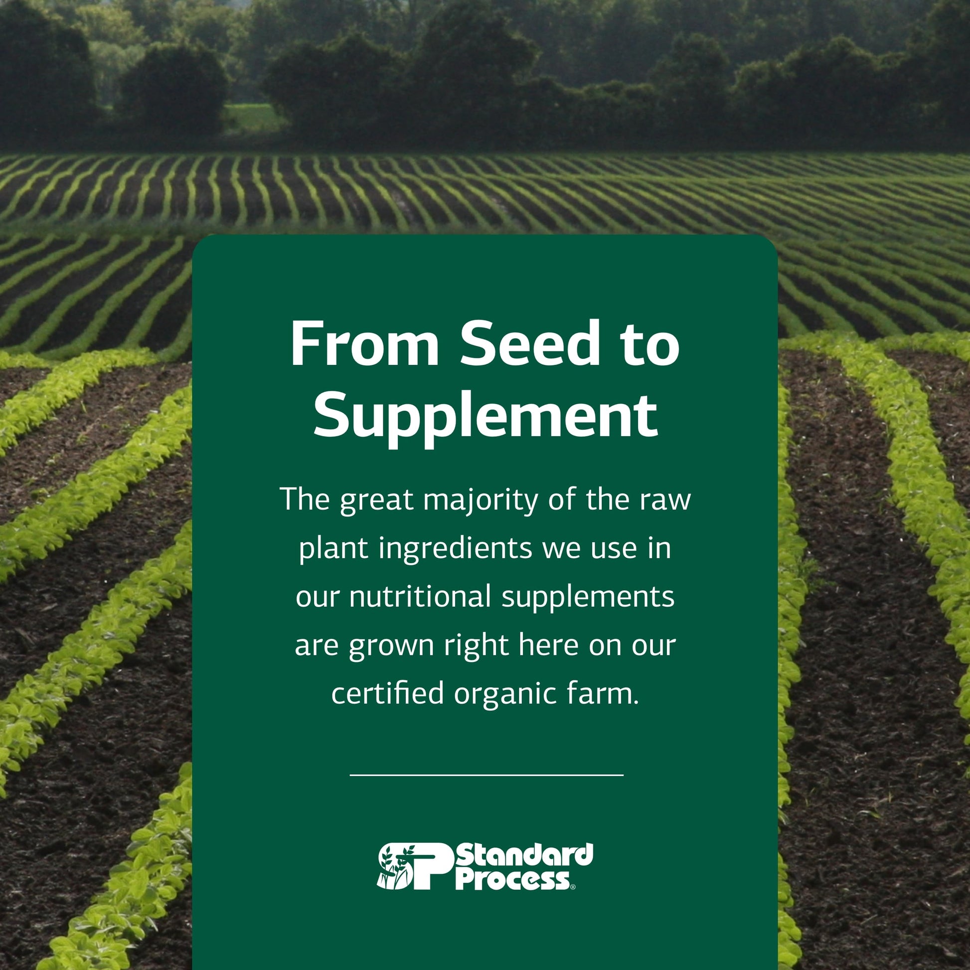 Standard Process Nutrimere - Supports Joint Health - Joint Supplement with Perna Canaliculus & New Zealand Green Mussel - Gluten-Free, Non-Soy & Non-Dairy - 90 Capsules Standard Process Inc.Buy Supplements Australia