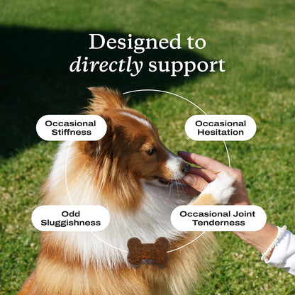PetLab Co. – Breath & Joint Bundle: Dental Powder for an Effortless Clean in 1 Scoop for Large Dogs & Joint Care Chews for Dogs Supporting Mobility & Occasional Joint Stiffness