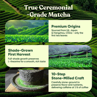 Venture Pal Ceremonial Grade Mushroom Matcha Powder + Mushroom Coffee - Focus, Energy & Digestion - Vegan