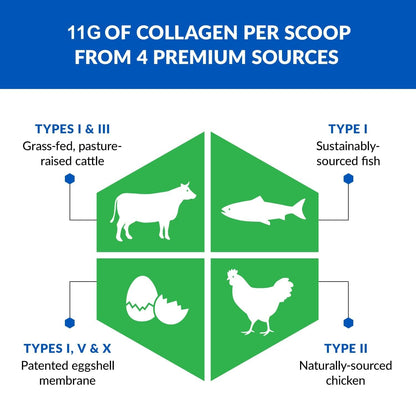 BioTrust Ageless Multi Collagen Peptides Powder - 5 Types (I, II, III, V, X) - Unflavored Collagen Powder for Women & Men - Hydrolyzed Protein - PrimeBioHealth - canada supplements