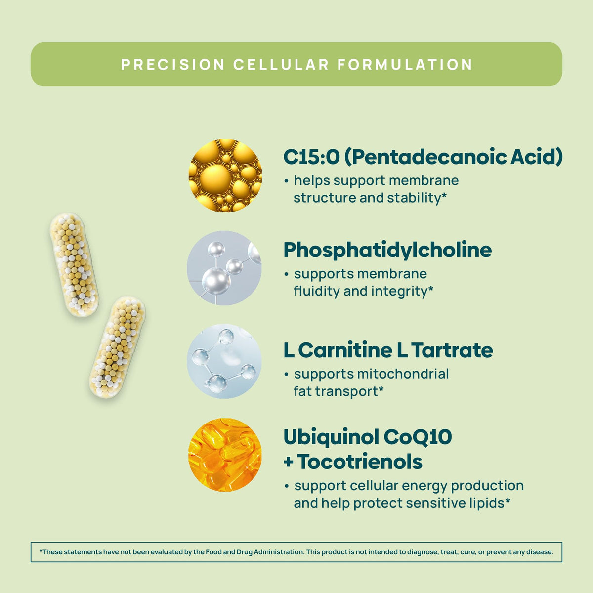 C15:0 Pentadecanoic Acid Supplement | Longevity, Cellular & Membrane Support, Micro-Granule Enhanced Absorption, Phosphatidylcholine, L-Carnitine, - PrimeBioHealth - canada supplements