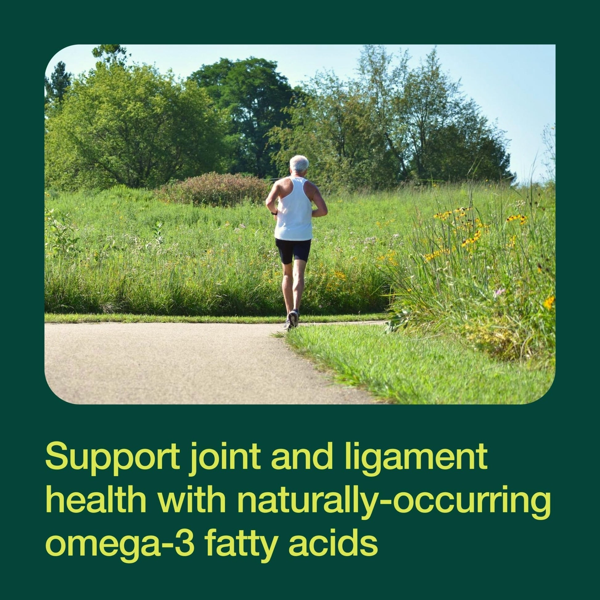 Green Lipped Mussel Capsules - Strongest DNA Verified from New Zealand - Perna Canaliculus Omega Supplement - May Promote Healthy Joints - 90 Capsules - PrimeBioHealth - canada supplements
