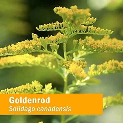 Herb Pharm Certified Organic Goldenrod Liquid Extract for Urinary System Support, 1 Fl Oz (Pack of 1)