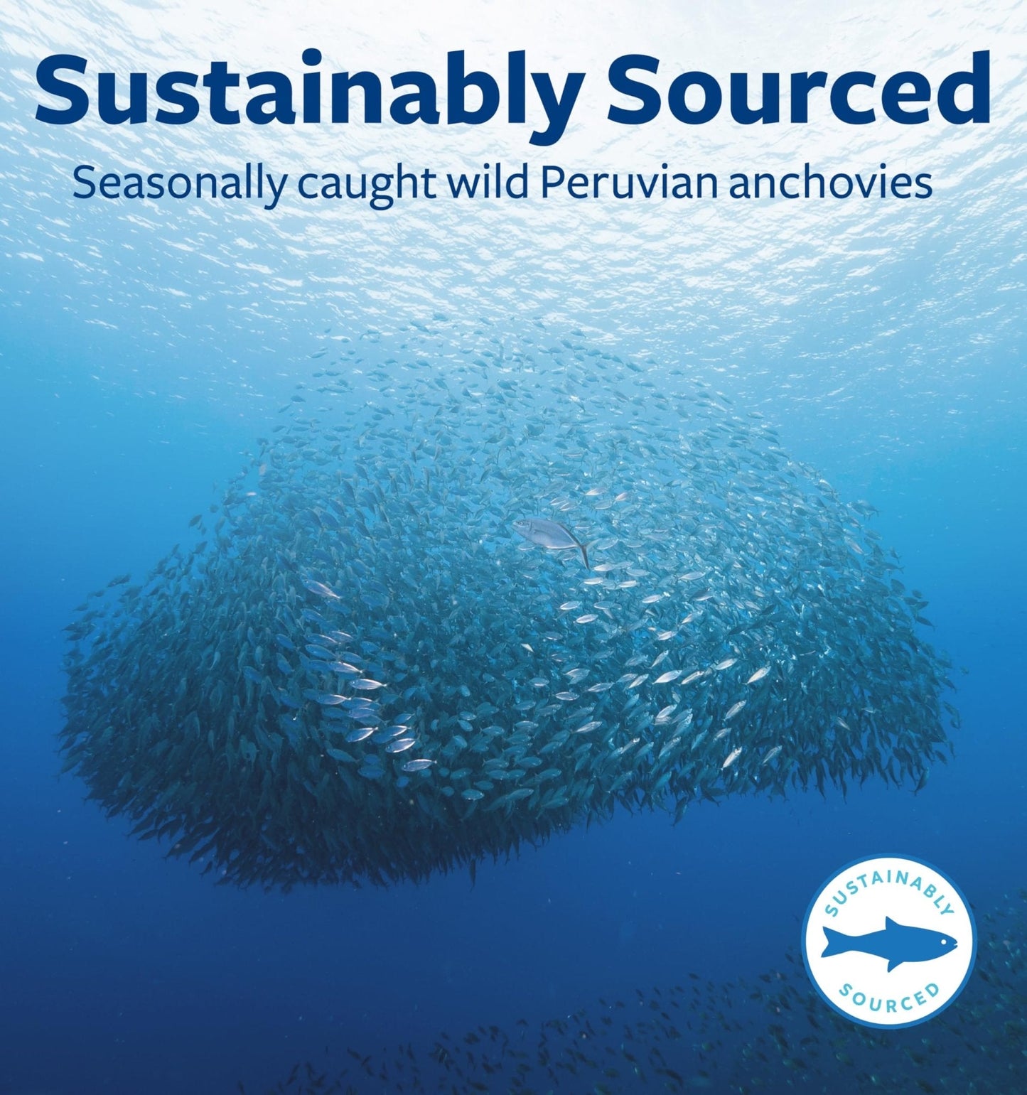Omega 7 Supplement for Women and Men - High Potency & Purity Palmitoleic Acid Fatty Acid Fish Oil Supplement from Patented Provinal with Lowest Palmitic Acid - Sustainably Sourced (1 Month Supply) - PrimeBioHealth - canada supplements