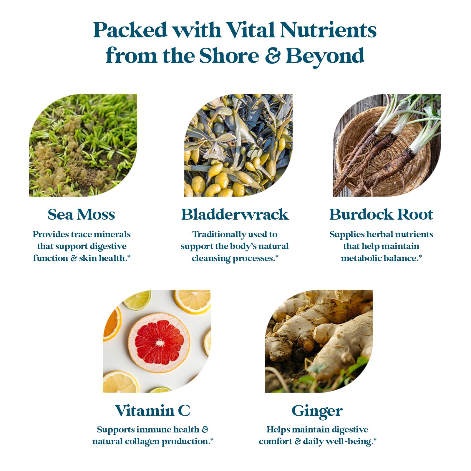 Pattern Wellness Sea Moss Complex – Sea Moss, Burdock Root, Bladderwrack, Vitamin C & Ginger – Supports Immune & Digestive Health – Vegan, Non-GMO – 30 Capsules - PrimeBioHealth - canada supplements