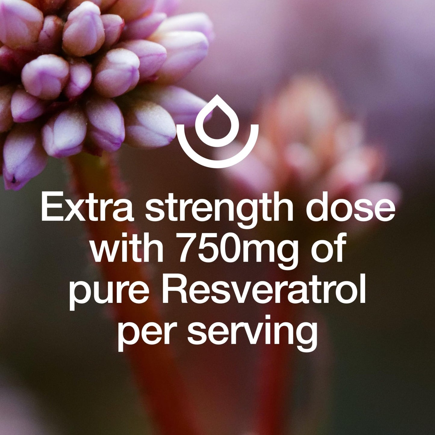 Resveratrol Supplement - Trans-resveratrol Extra Strength 750mg - Natural, Pure and Potent Polyphenols Supplement - Vegan, Non GMO, Gluten-free - 90 Capsules - PrimeBioHealth - canada supplements