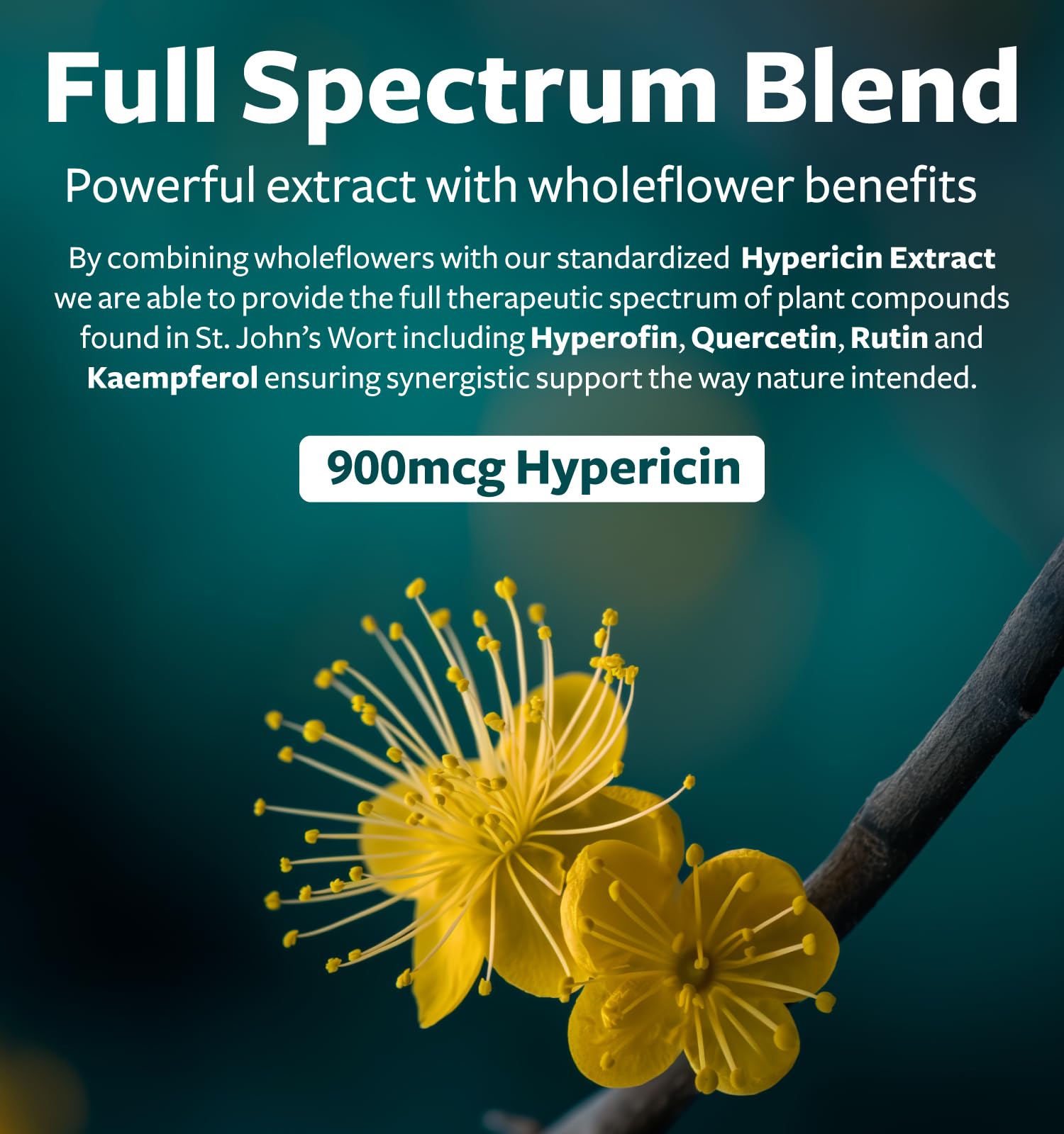 St John's Wort Capsules - Powerful & Potent Saint John's Wort Extract & Whole Herb Complex Standardized to 900mcg Hypericin for Balancing Daily Mood Support - Vegan Non-GMO & Lab Verified (120 Caps) - PrimeBioHealth - canada supplements