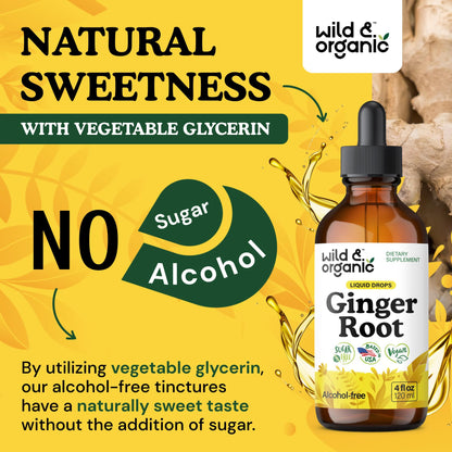 Wild & Organic Ginger Root Extract Drops - Immune & Digestive Support - Liquid Ginger Supplements - Easy to Add to Tea - Vegan, Sugar & Alcohol-Free Tincture - 4 fl oz - PrimeBioHealth - canada supplements
