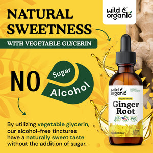 Wild & Organic Ginger Root Extract Drops - Immune & Digestive Support - Liquid Ginger Supplements - Easy to Add to Tea - Vegan, Sugar & Alcohol-Free Tincture - 4 fl oz - PrimeBioHealth - canada supplements