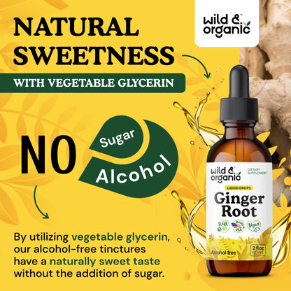 Wild & Organic Ginger Root Extract Drops - Immune & Digestive Support - Liquid Ginger Supplements - Easy to Add to Tea - Vegan, Sugar & Alcohol-Free Tincture - 4 fl oz - PrimeBioHealth - canada supplements