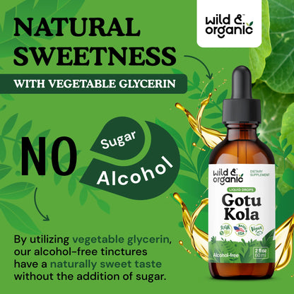 Wild & Organic Gotu Kola Extract Drops - Brain Support with Centella Asiatica Extract - Liquid Gotu Kola Supplement for Focus - Vegan, Sugar & Alcohol-Free Herb Tincture - 4 fl oz - PrimeBioHealth - canada supplements