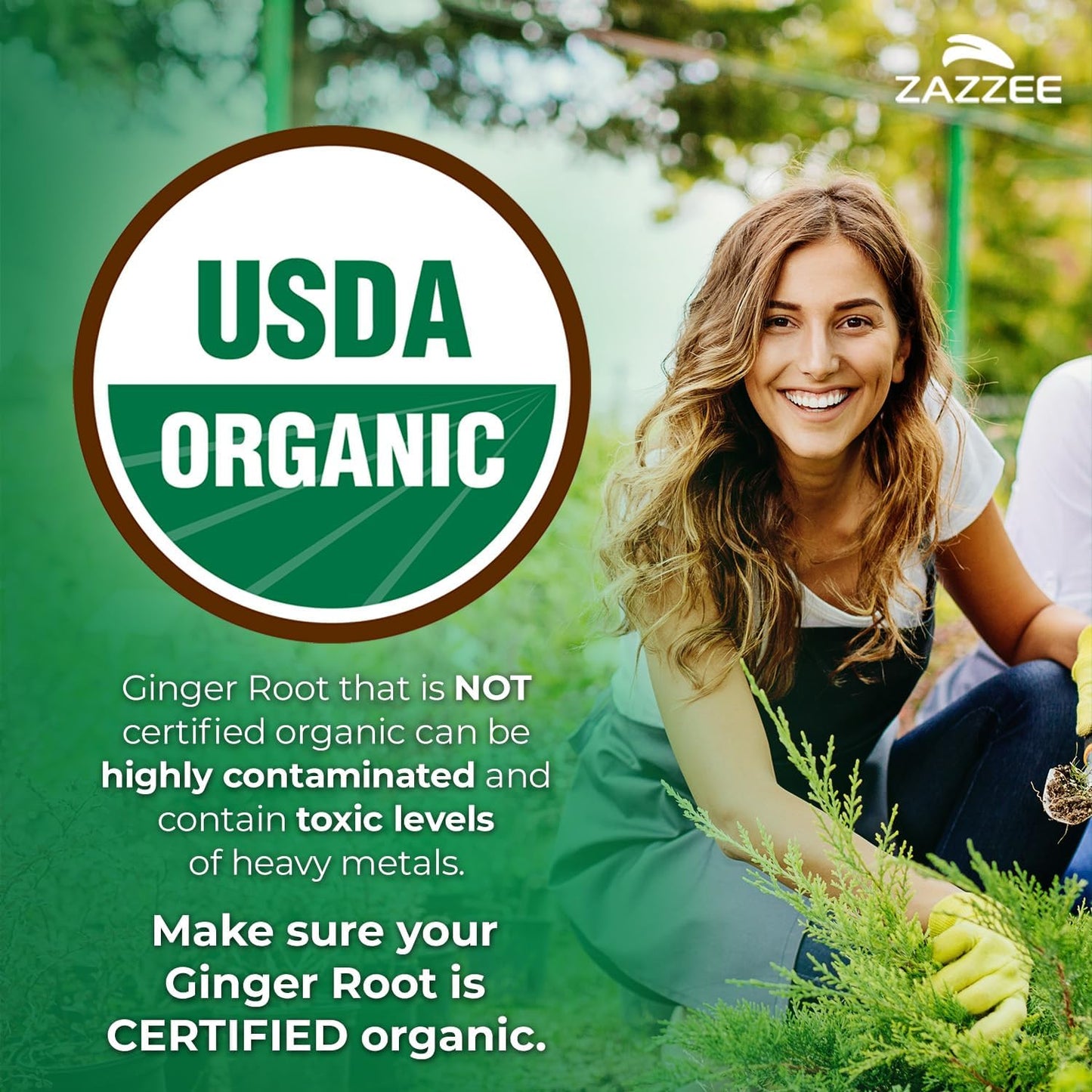 Zazzee USDA Organic Ginger Root 20:1 Extract, 5% Gingerols, 100 Vegan Capsules, 3+ Month Supply, Zingiber Officinale, Digestive & Stomach Support, All-Natural, Non-GMO, Made in the USA - PrimeBioHealth - canada supplements